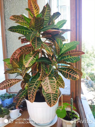 Комнатный великолепный взрослый кротон цена 2000