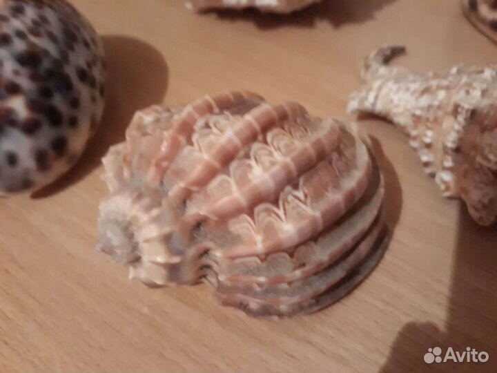 Морские раковины (ракушки) и коралл