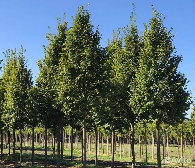 Липа мелколистная