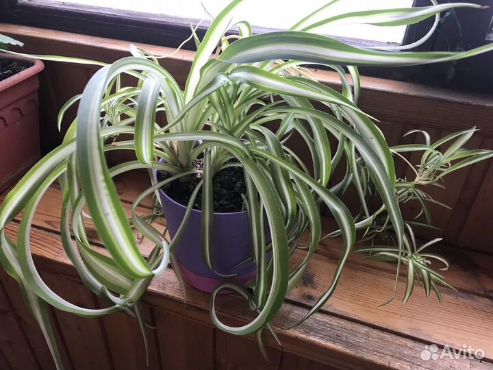 Комнатные цветы Хлорофитум