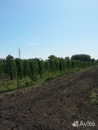 Шелковица плакучая