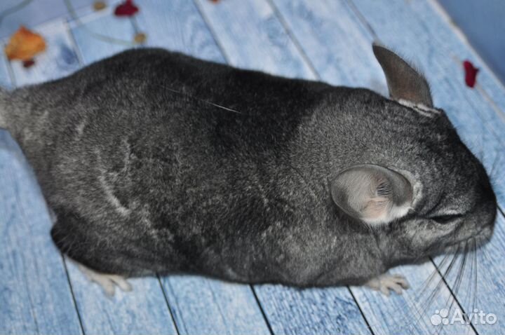 Шиншиллы - есть девочка, мальчик