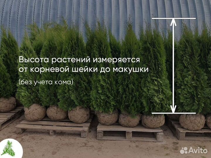 Туя Смарагд 1,3м. Доставка