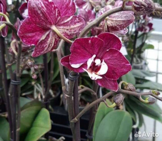 Орхидеи фаленопсис