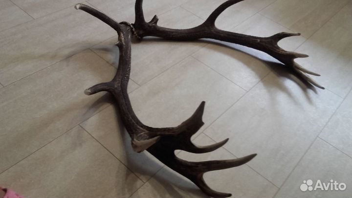 Рога оленя
