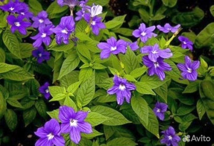 Тинантия, граптофилум, руэлии