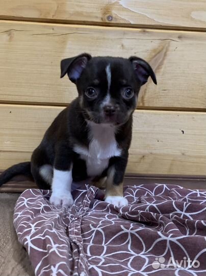 Чихуахуа мальчик с документами