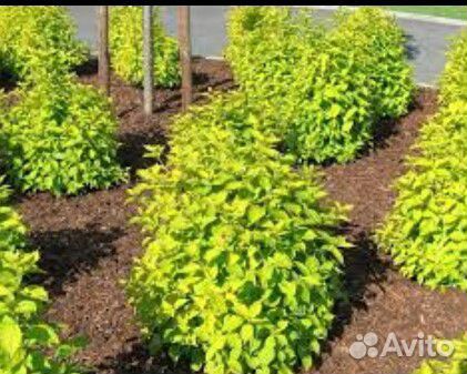 Семена Пузыреплодника калинолистного