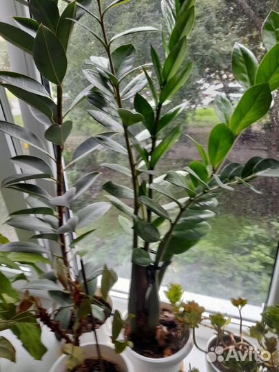 Комнатные цветы