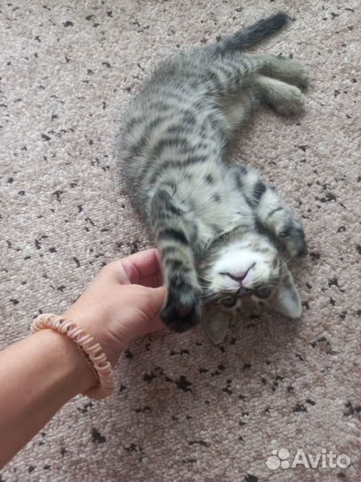 Котята в добрые руки даром