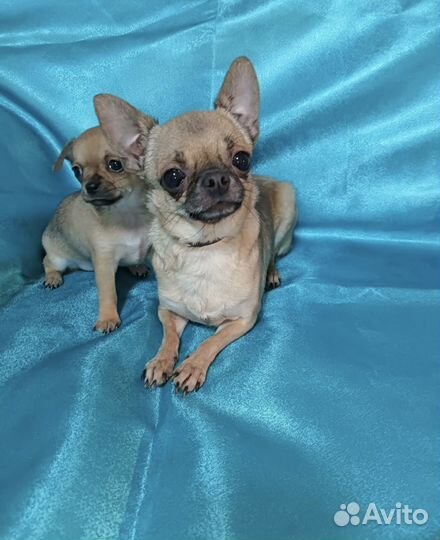 Вязка микро чихуахуа