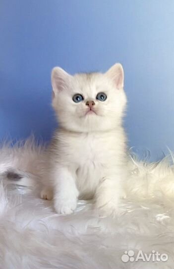 Котик серебристая шиншилла