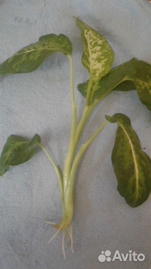 Диффенбахия