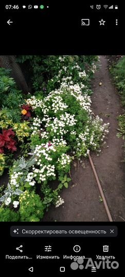 Рассада однолетних цветов