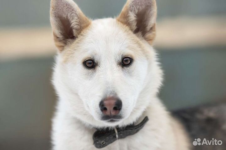 Собака в добрые руки, щенок в дар