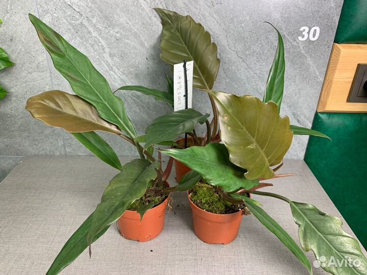 Филодендрон карамель плуто d 10