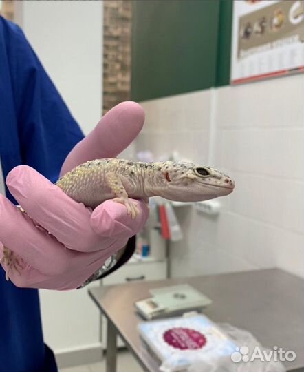 Герпетолог - осмотр лечение онлайн консультация