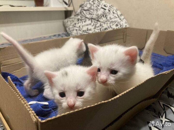 Котята в добрые руки