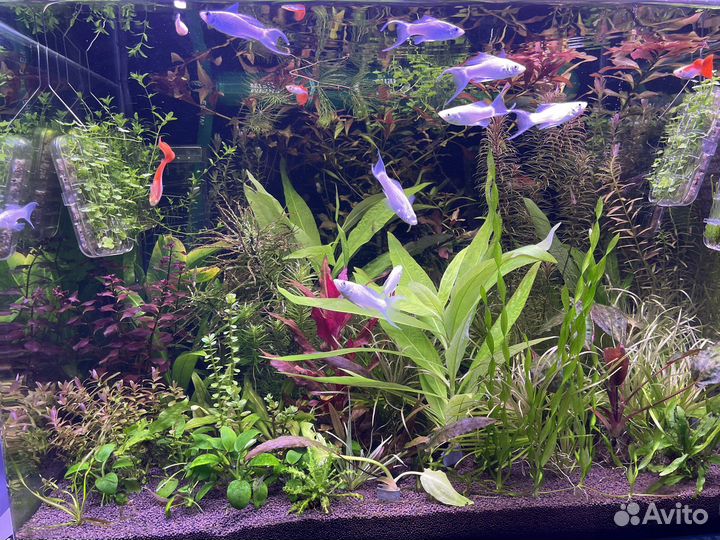 Аквариумные растения