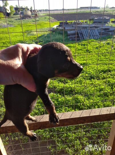 Щенки таксы