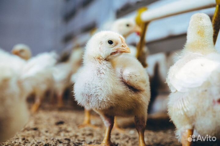 Бройлер подрощенный 2-х недельный