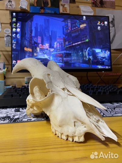 Череп молодой козы