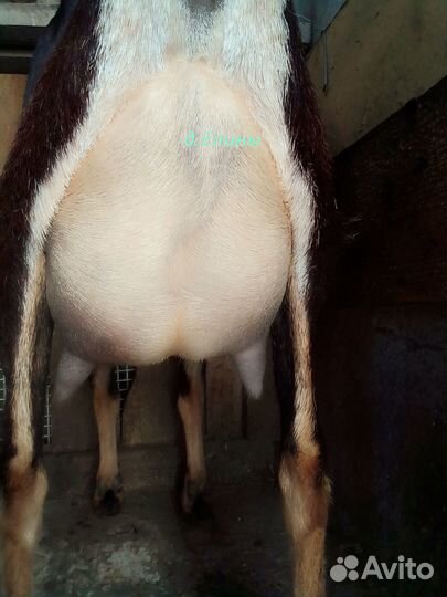 Коза второкотка. Ламанча