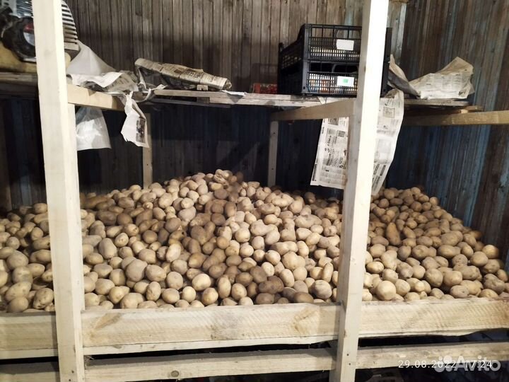 Продам картофель