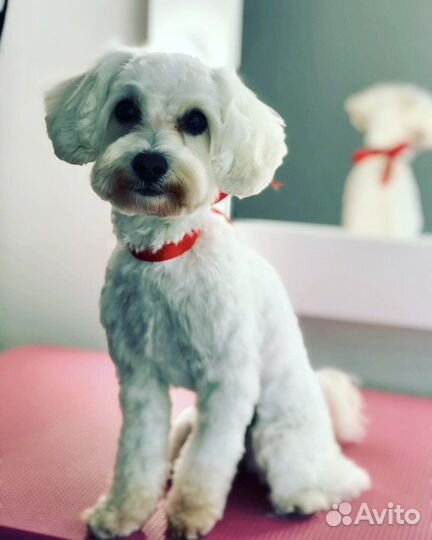 Стрижка собак и кошек (груминг)