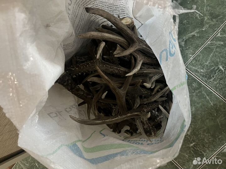 Рога косули