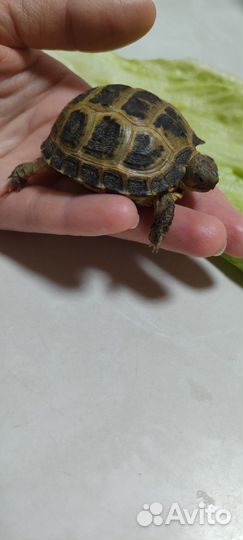 Черепаха