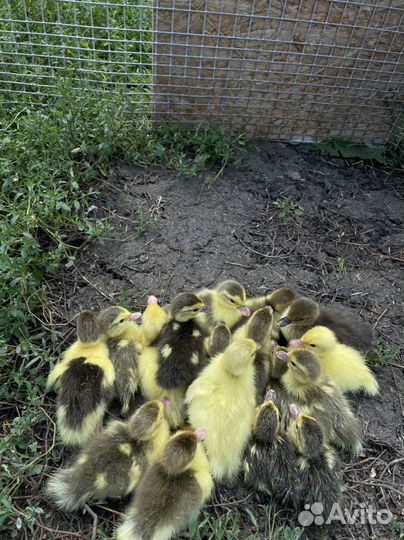 Индоутята+утка бесплатно