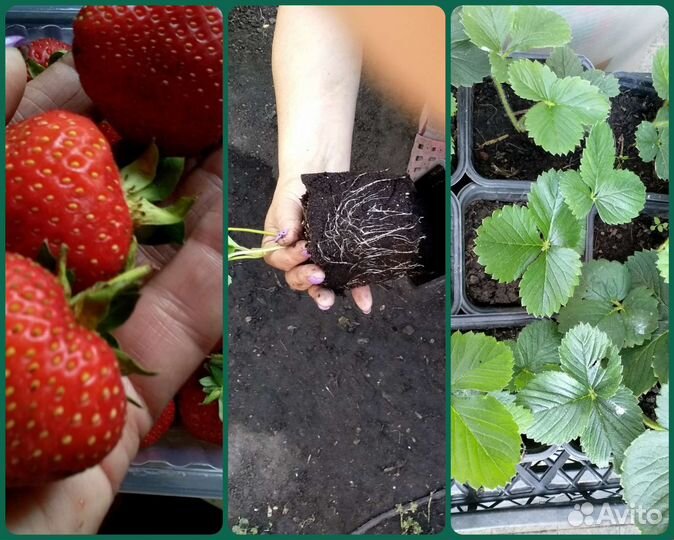 Рассада ремонтантной клубники