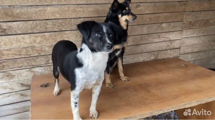 Отдаю маленькую собачку Джинни в дар