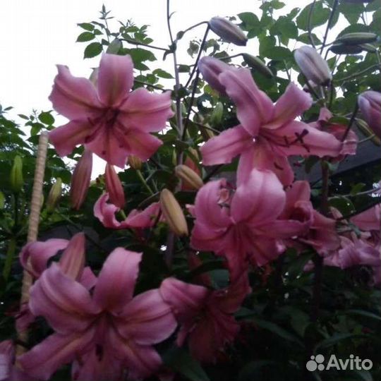 Лилии луковицы