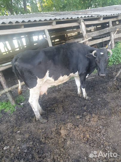 Коровы дойные
