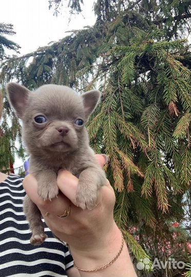 Мини чихуахуа