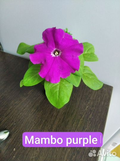 Петуния, бальзамин, виола, пеларгония, клубника