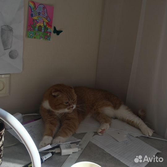 Шотладский вислоухий кот