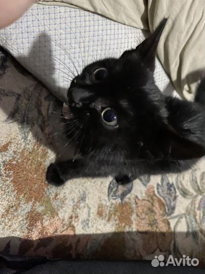 Котенок в добрые руки