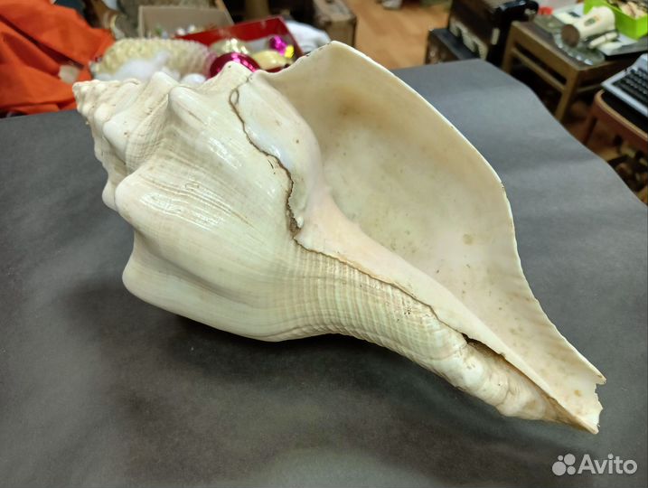 Ракушка большая