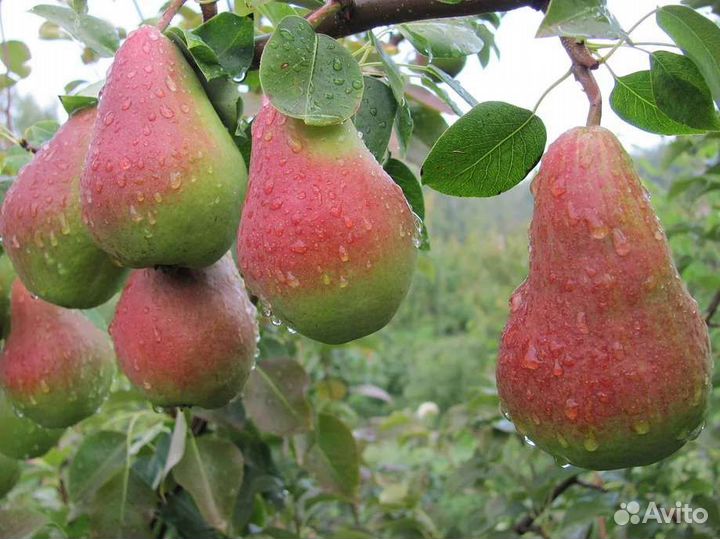 Саженцы груши для сибири