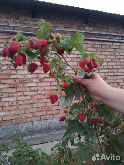 Саженцы малины