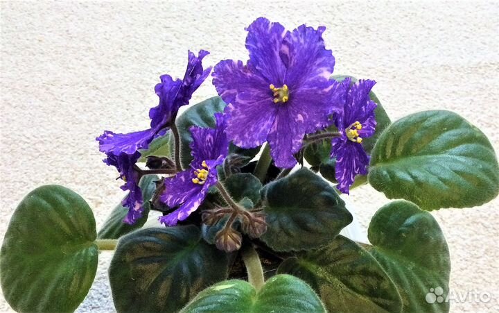 Сортовая фиалка рс-Владыка