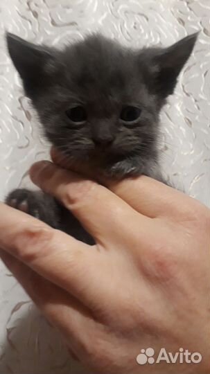 Котята
