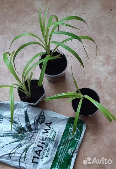 Пальма панданус