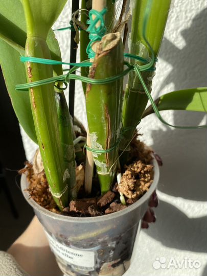 Орхидея каттлея