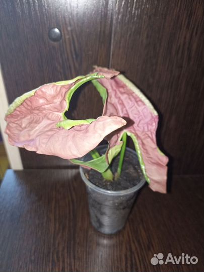 Сингониум Neon Pink