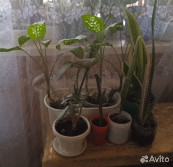 Комнатные цветы