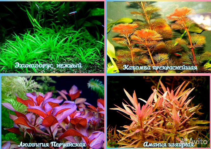 Аквариумные растения (отправка в регионы)